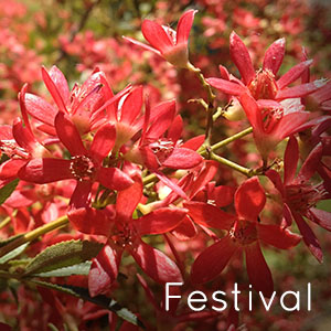 Photo of Festival Christmas Bush flowers